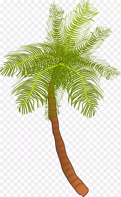 椰子槟榔科树木剪贴画.水彩叶