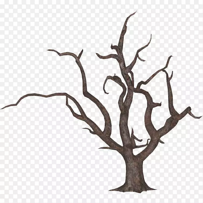 木本植物枝黑栎