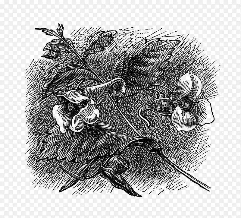 爱荷华州杰斐逊县的历史：(1879年)黑白插画
