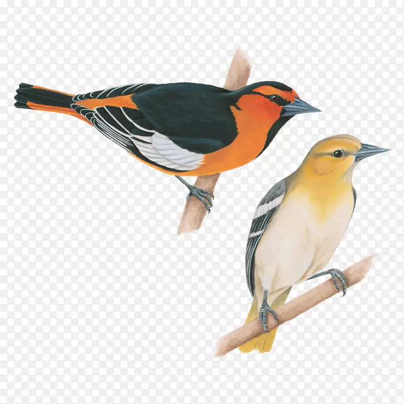 歌鸟巴尔的摩黄莺美洲乌鸦旧世界金莺庆祝