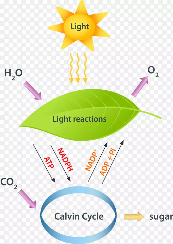 光依赖反应、光合作用反应、光无关反应、卡尔文循环-循环