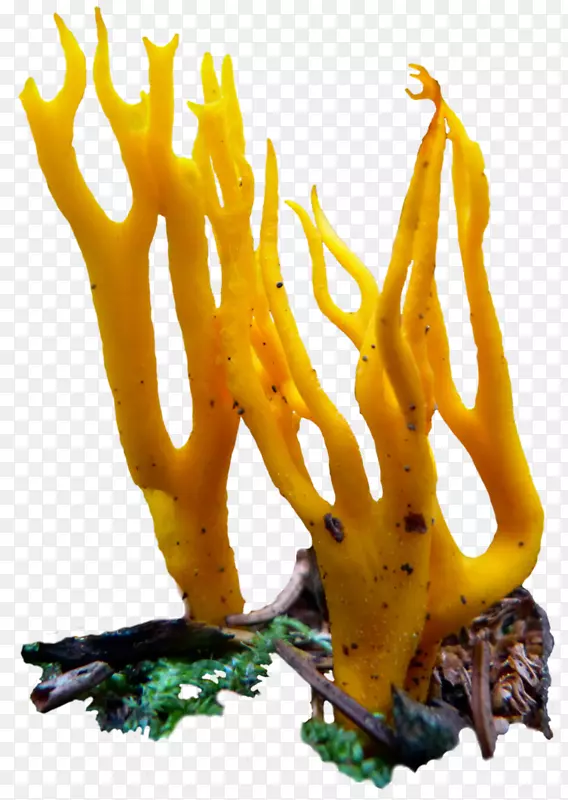 蘑菇真菌食品素食料理-真菌