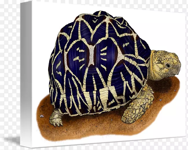 箱形龟，印度星龟，爬行动物-龟