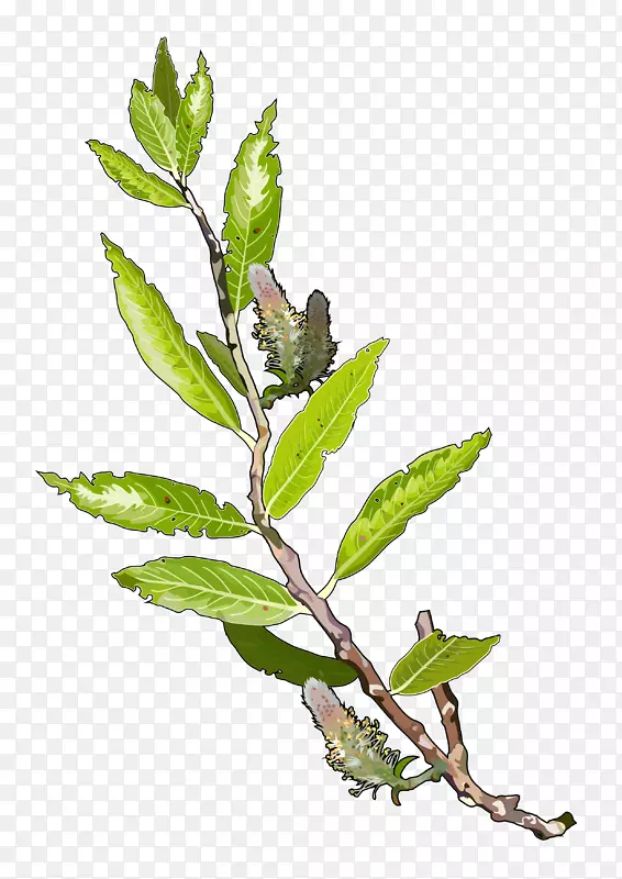 乔木枝叶柳(Salix Alba-id)