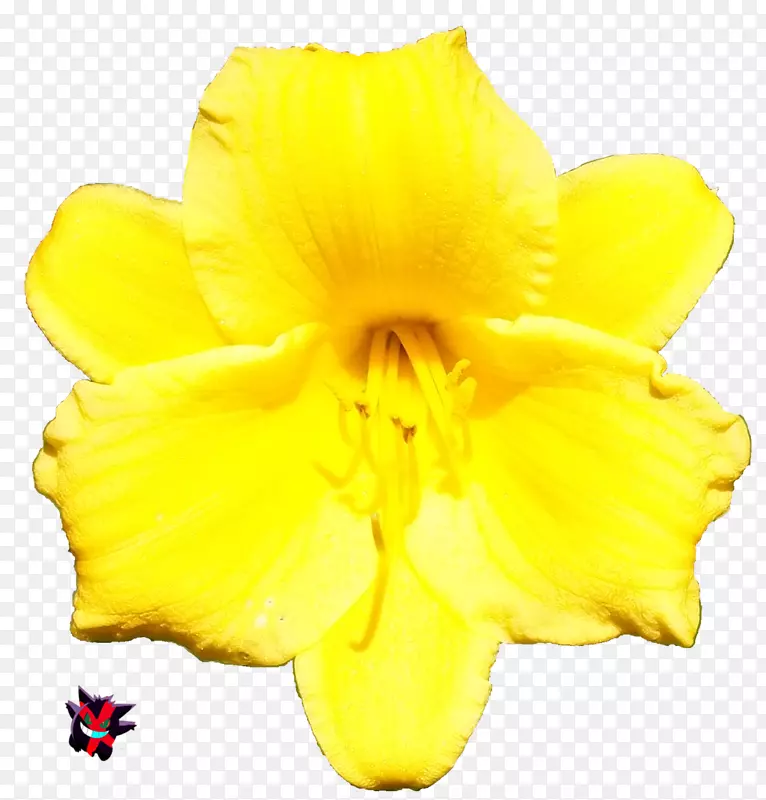 花三维渲染花瓣-热带花卉