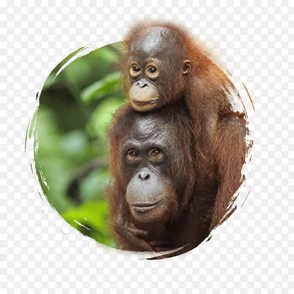 苏门答腊猩猩、婆罗洲猩猩、黑猩猩-巴厘岛