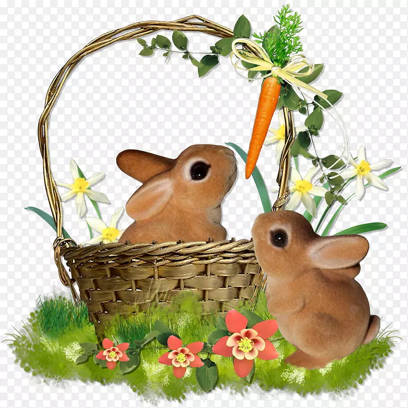 复活节兔子家养兔-博客