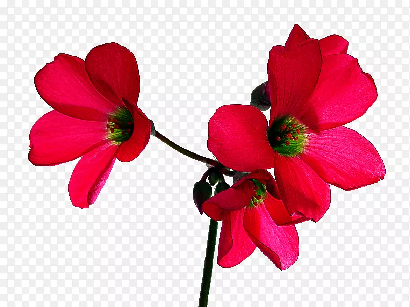 玫瑰桌面壁纸红花热带