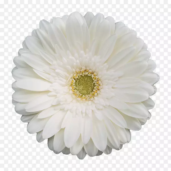 德兰士瓦雏菊白色花黄色-迪拜