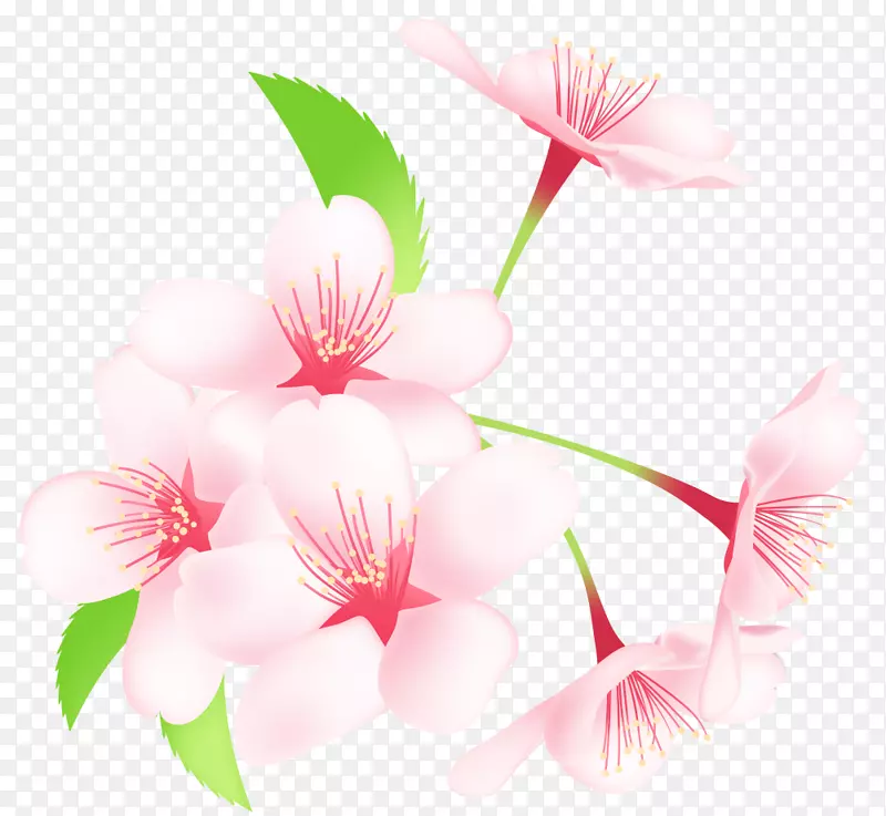 樱花sakuramochi hanami春天封装的附言材料