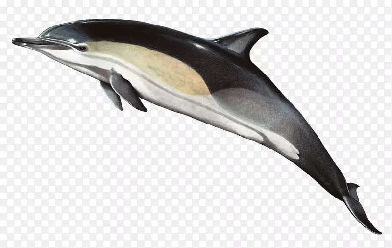 短喙普通海豚普通宽吻海豚条纹海豚粗齿海豚lg