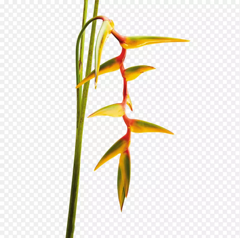 热带植物热带花卉-花卉