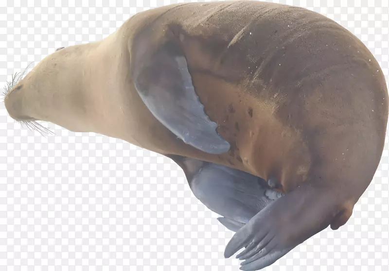 海狮海象海洋纹理测绘针状污染