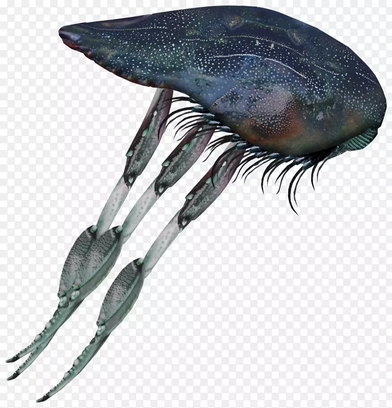 莫洛赫昆虫怪物海洋生物-生物