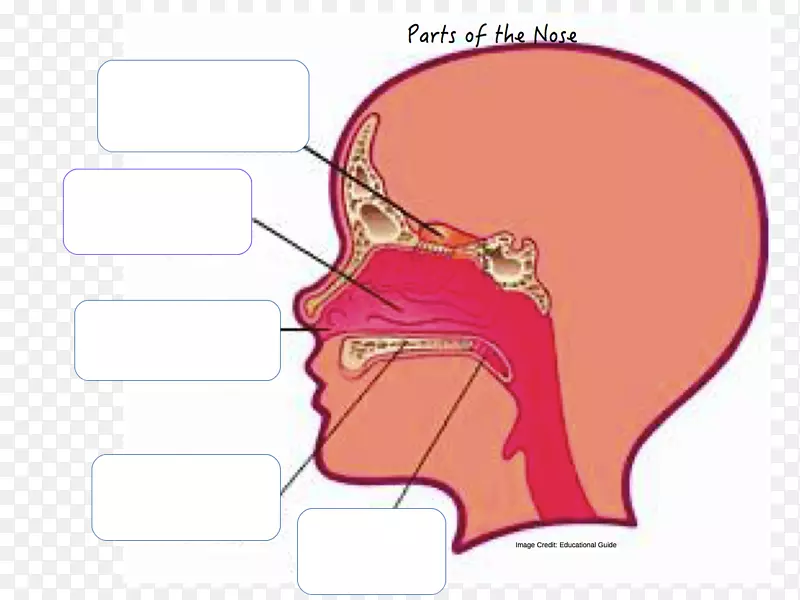 人鼻腔鼻孔的解剖