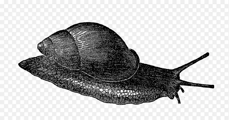 海螺鼻涕虫腹足类陆生动物蜗牛