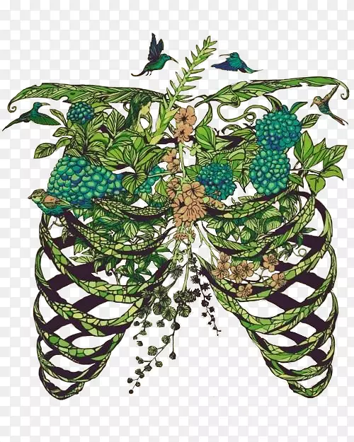 肺画艺术解剖肋骨骨架