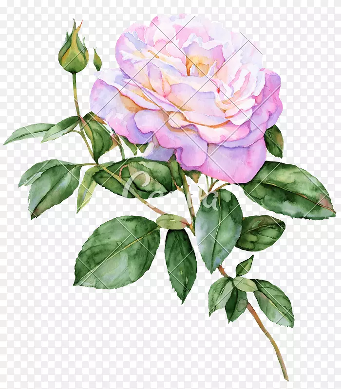 玫瑰花水彩画-水彩画蝴蝶