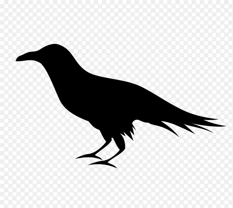 普通乌鸦巴尔的摩乌鸦剪贴画-乌鸦