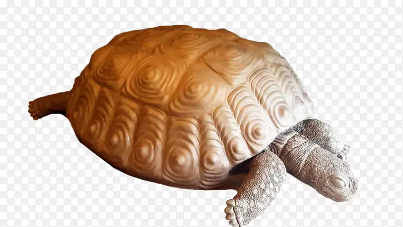 龟-龟