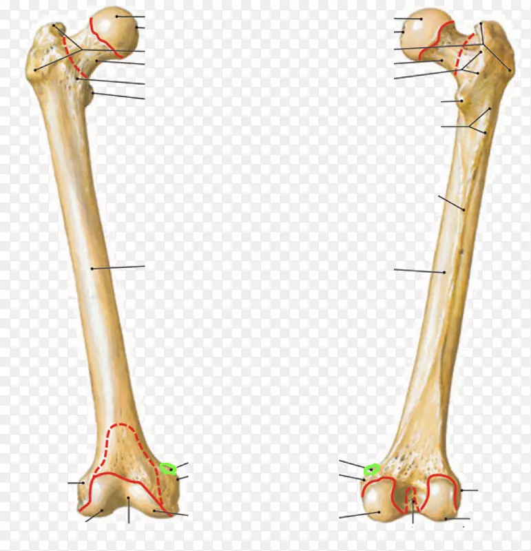 股骨股癣解剖胫骨粗隆间线解剖