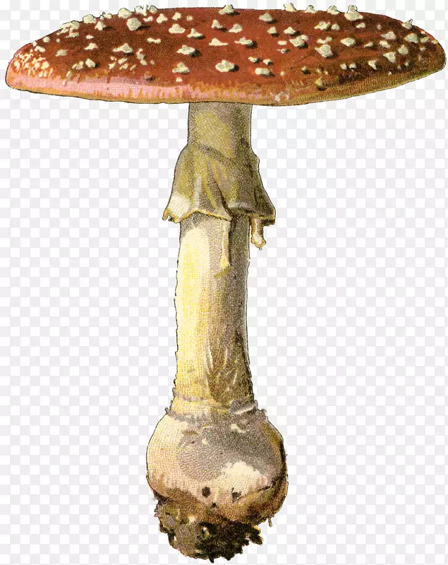 食用菌家具真菌-蘑菇