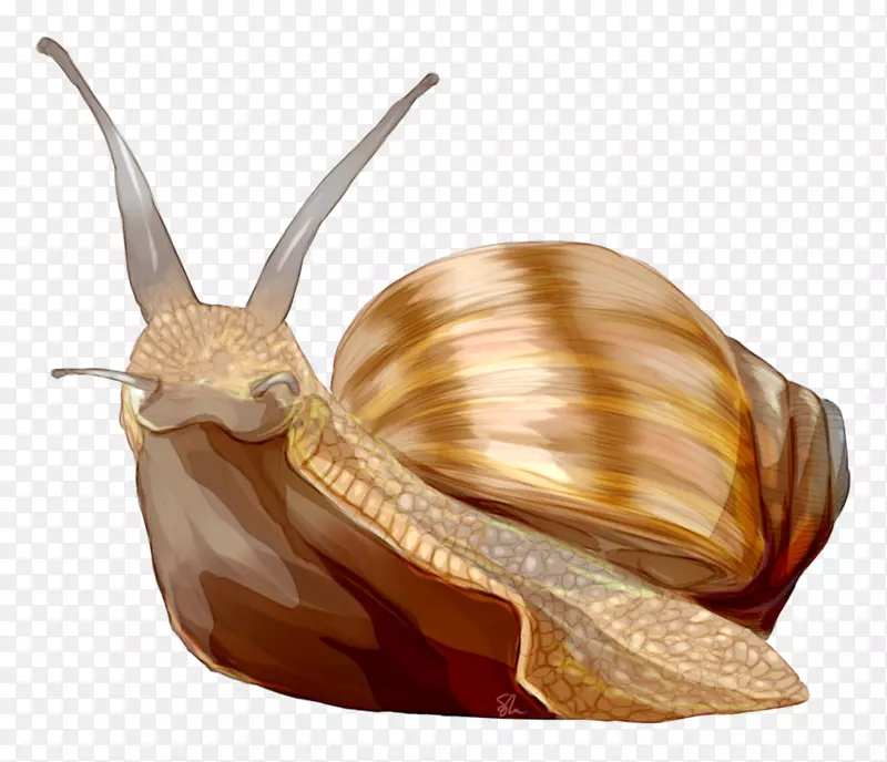 腹足类海螺蜗牛