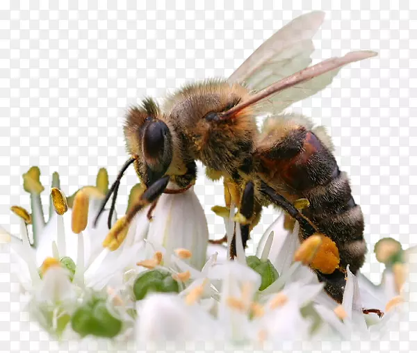 蜜蜂昆虫管