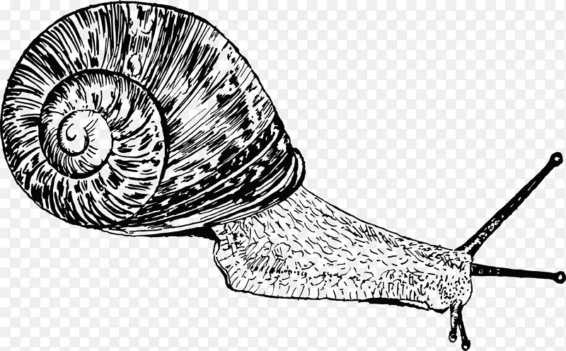 蜗牛腹足动物腹足类壳贝壳夹艺术昆虫
