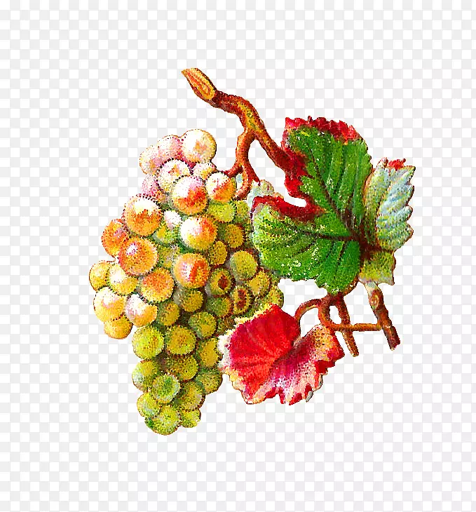 葡萄藤、食用水果、葡萄叶.葡萄