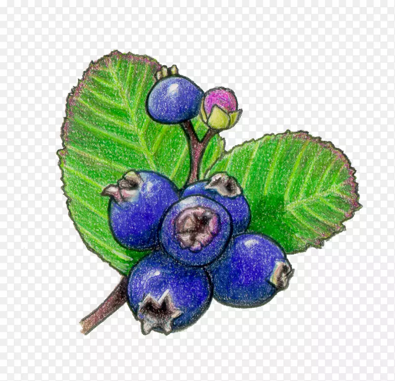 蓝莓-浆果