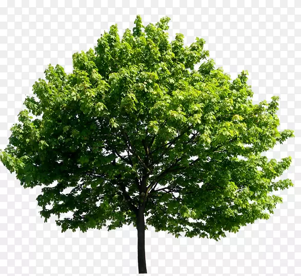 英国橡木榕树榆树布拉德皮特