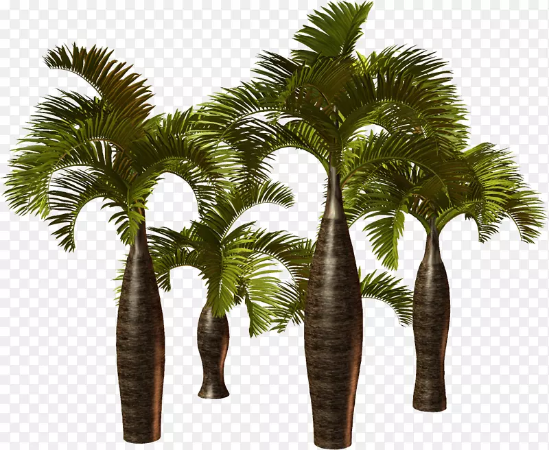 槟榔科植物非洲棕榈