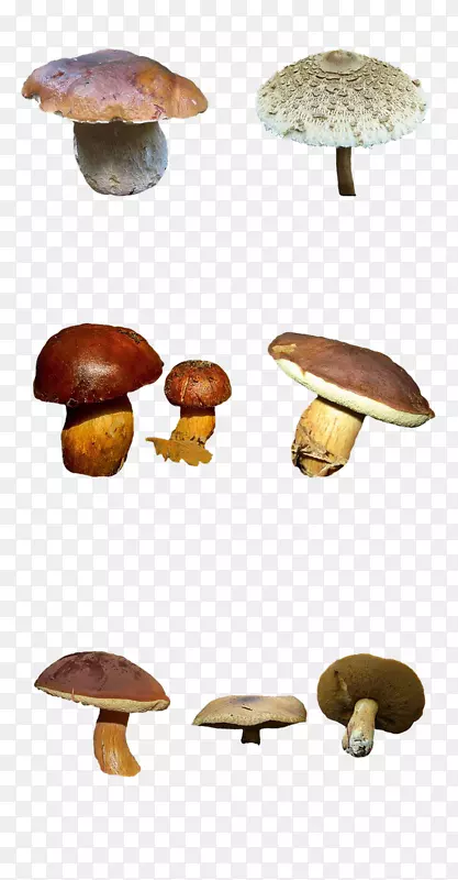 食用菌普通蘑菇香菇
