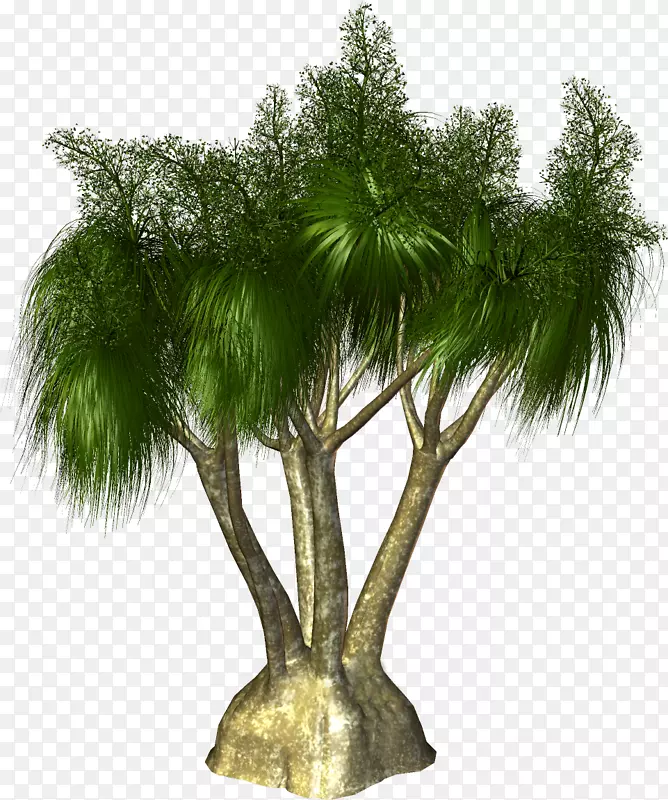 槟榔科植物剪贴画-棕榈树