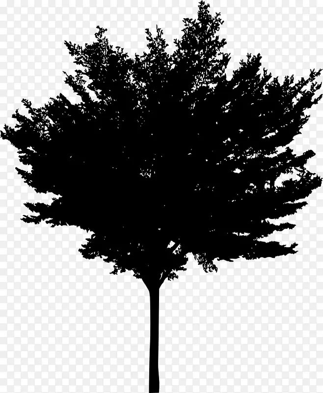 树木木本植物针叶树.树木轮廓