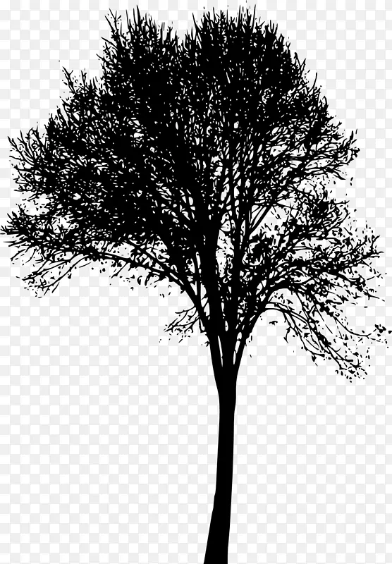 木本植物枝条-树形