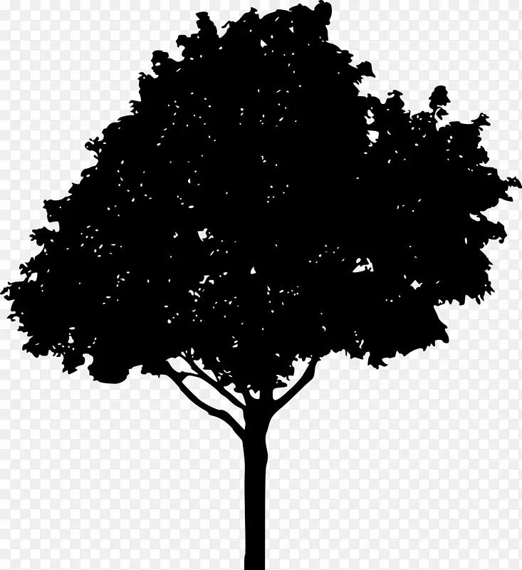 橡树画片艺术-树木轮廓