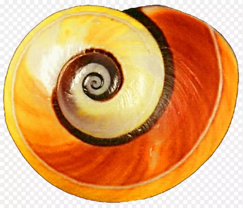 腹足类壳黄色陆地蜗牛橙色蜗牛