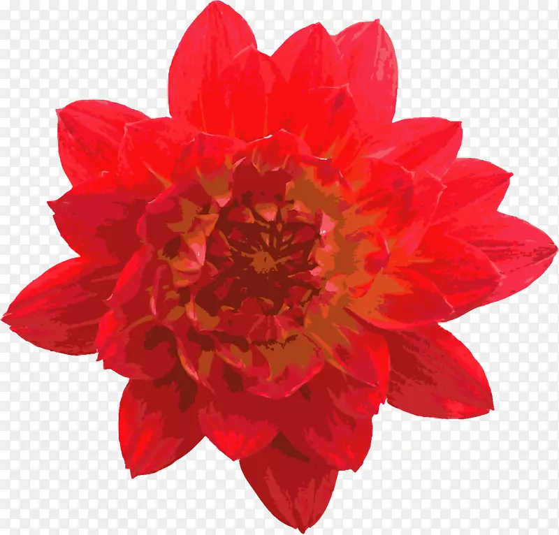 芙蓉茶汤摄影鞋黑植物-红玫瑰装饰