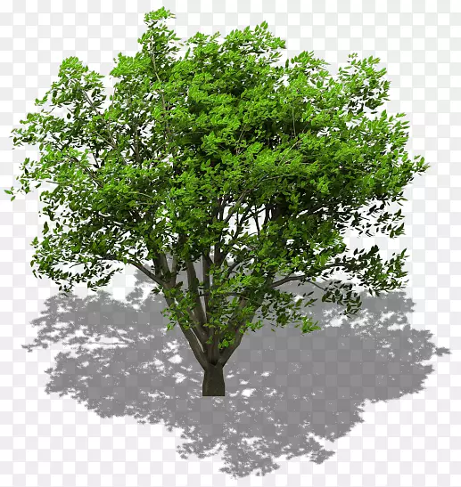 乔木菩提树枫树橡木摄影.树年表