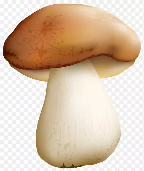 食用菌食品普通蘑菇-蘑菇