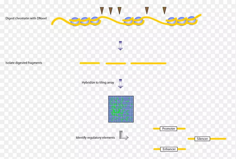 核小体拼接阵列脱氧核糖核酸酶基因组DNA微阵列图