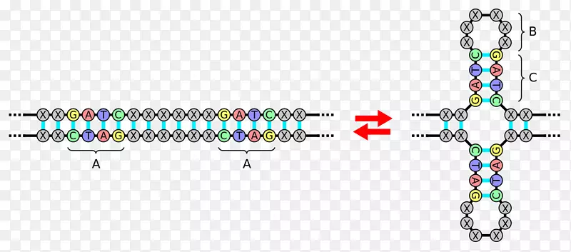 回文序列回文DNA核酸序列倒置重复