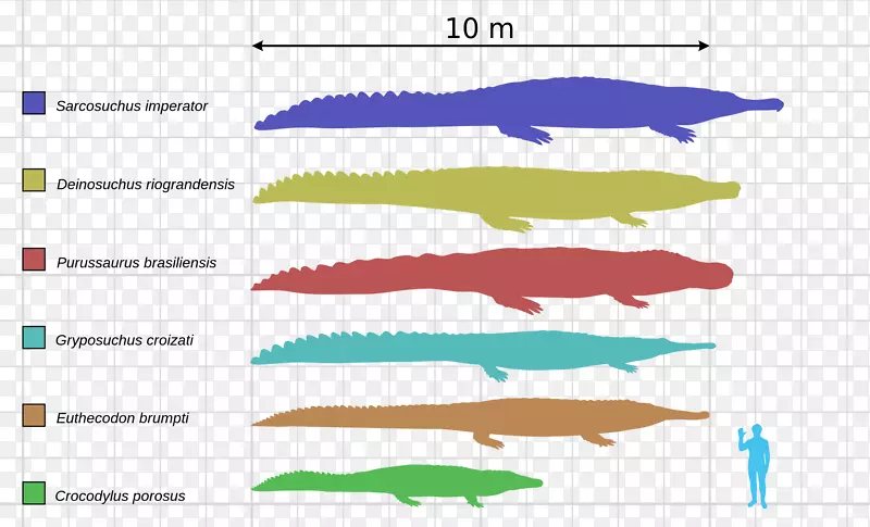 白垩纪晚期鳄鱼-巨鳄