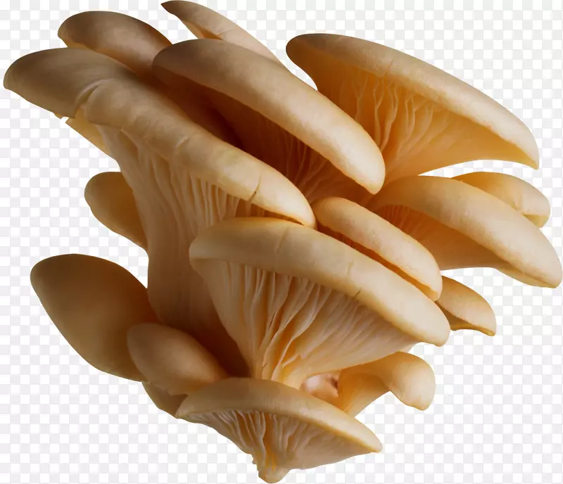 平菇食用菌