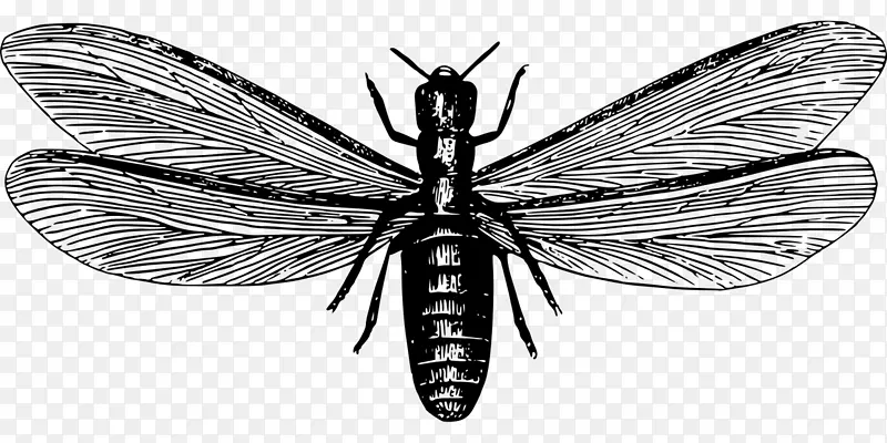 蚂蚁东方地下白蚁新婚飞行害虫防治-昆虫