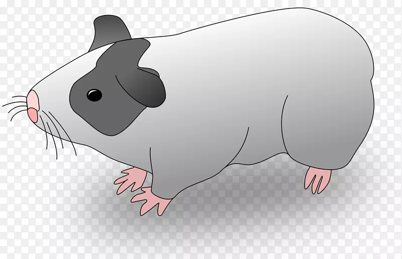 豚鼠绘画剪贴画-猪