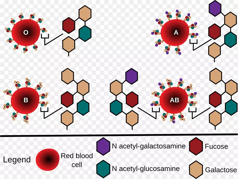 血型人血型系统红细胞ABO抗原献血