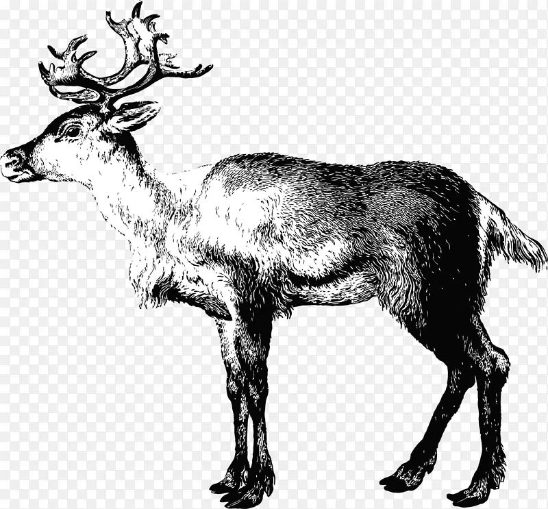 驯鹿拉普兰圣诞老人-驯鹿